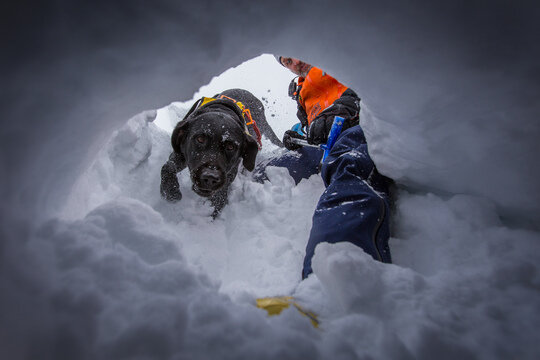 Avalanche - Search Dog - Lawine_Hund_Bergrettung_Salzburg