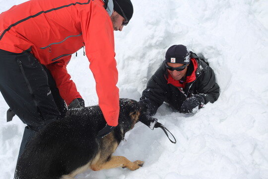 Avalanche Search Dog