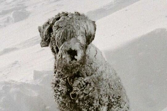 Searchdog