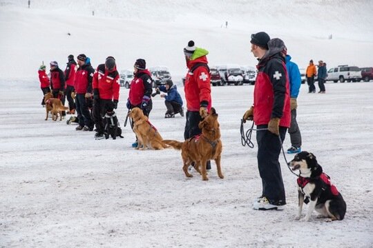 Search Dog Teams