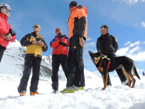 Avalanche Dogs