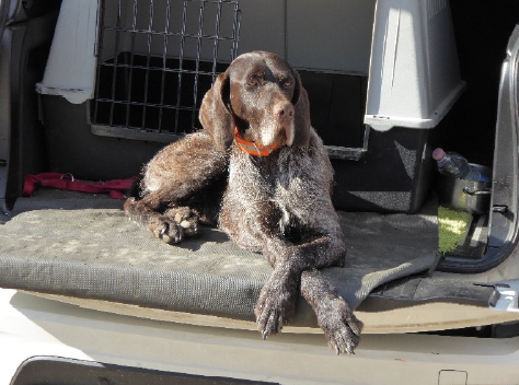 Search Dog