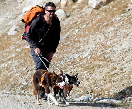 SEarch Dogs